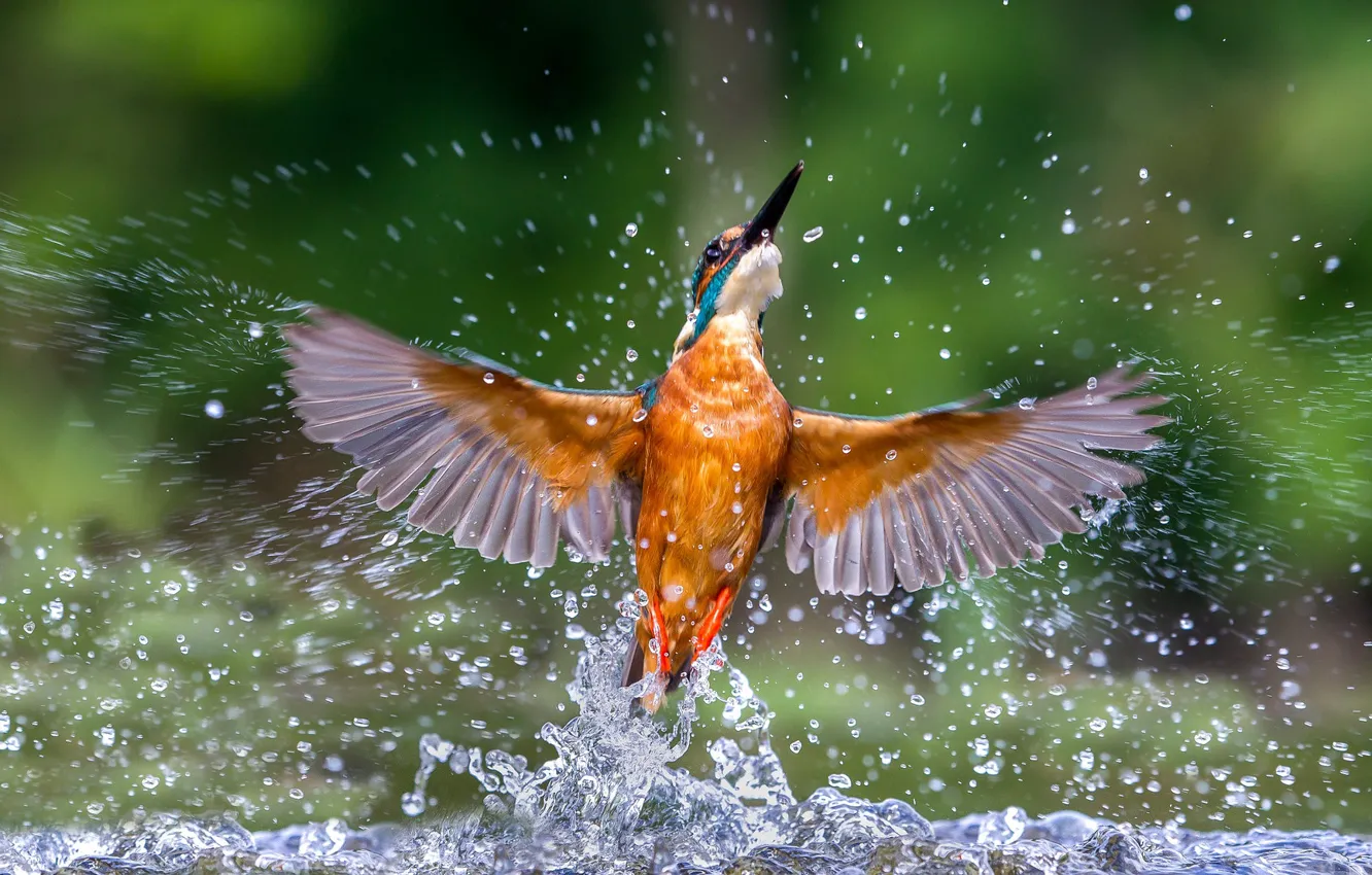 Фото обои вода, брызги, крылья, зимородок, kingfisher