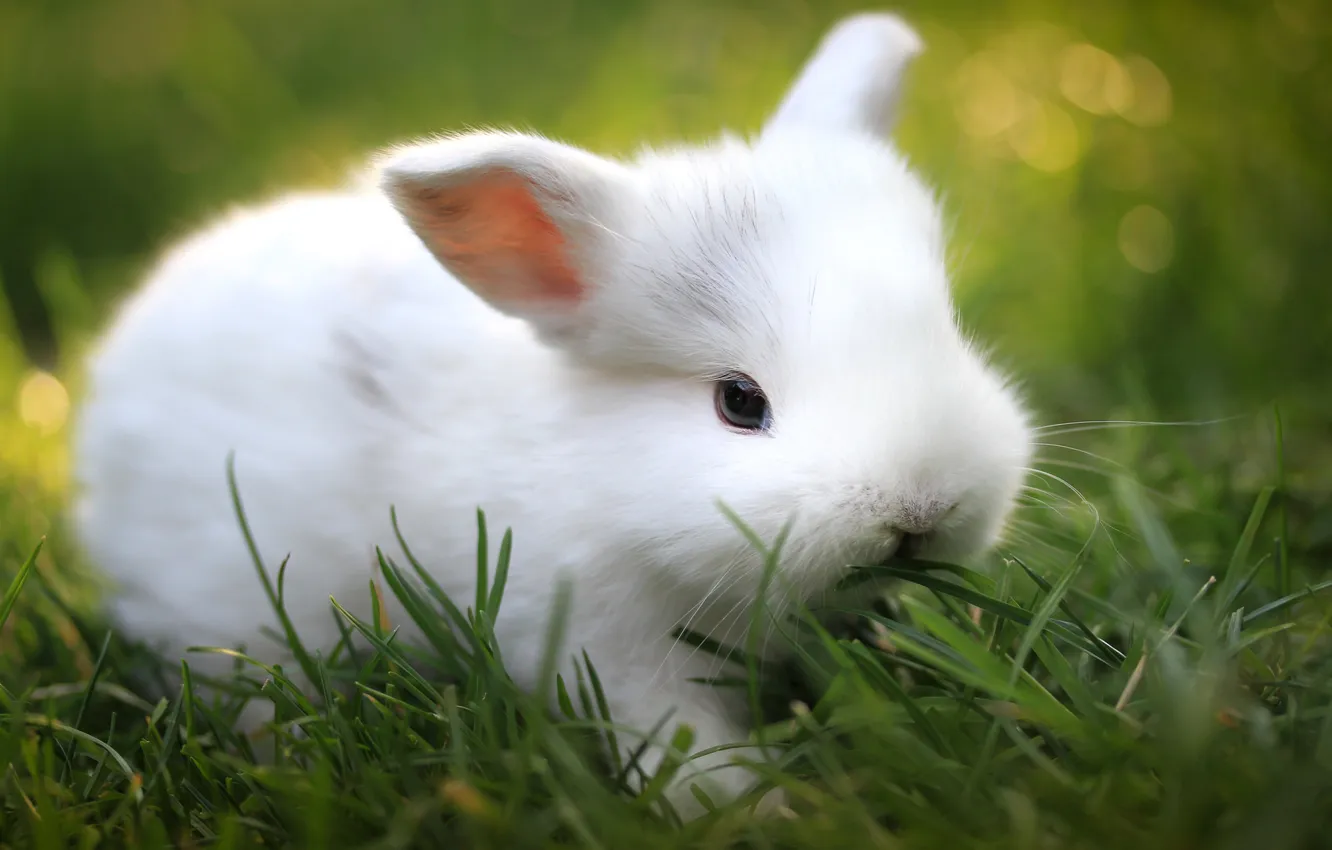 Фото обои зелень, трава, размытость, кролик