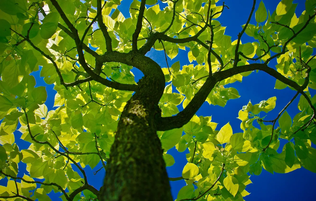 Фото обои небо, листья, ветки, дерево, ствол, крона