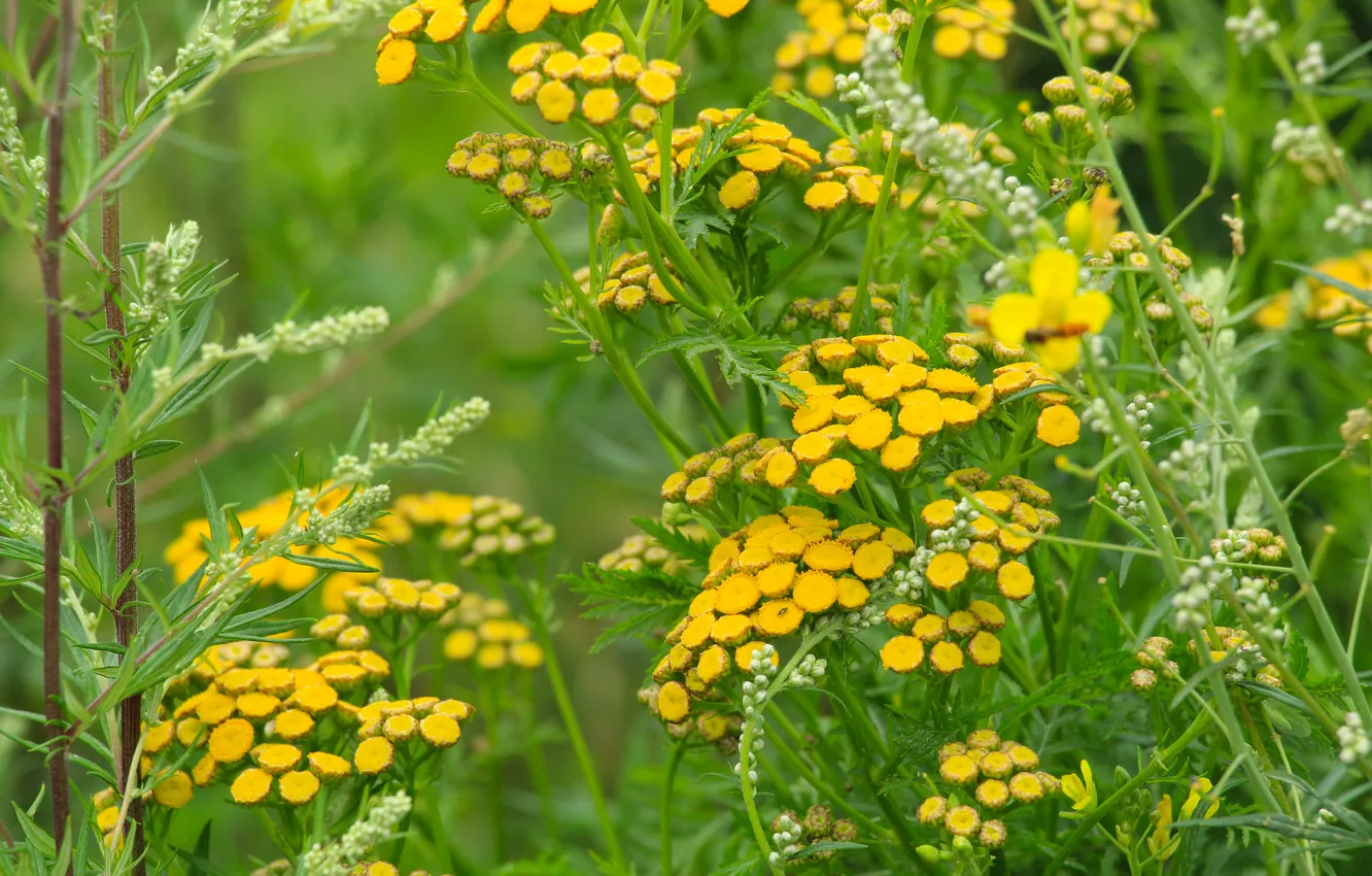 Фото обои flower, yellow, meadow