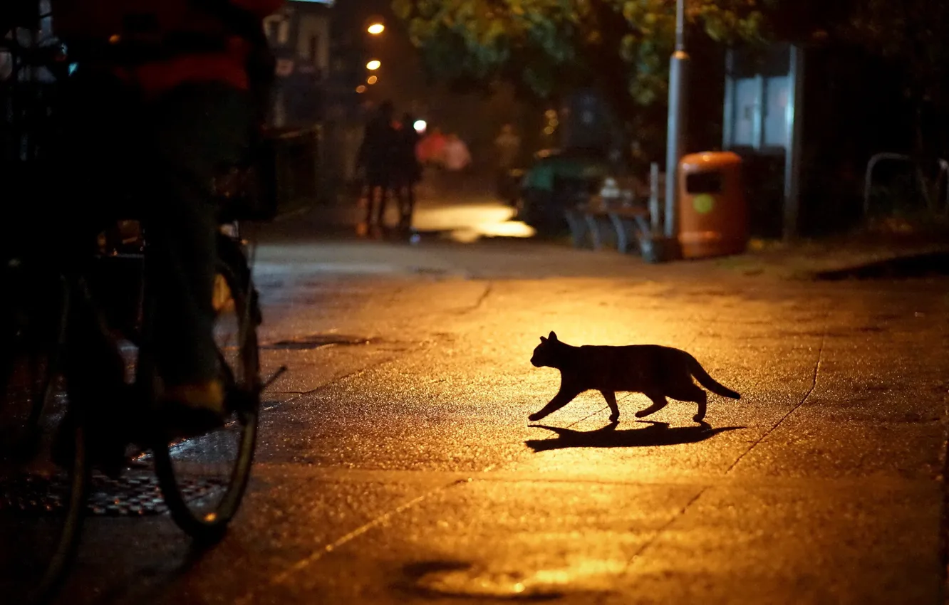 Фото обои кошка, ночь, город, огни, улица, силуэт