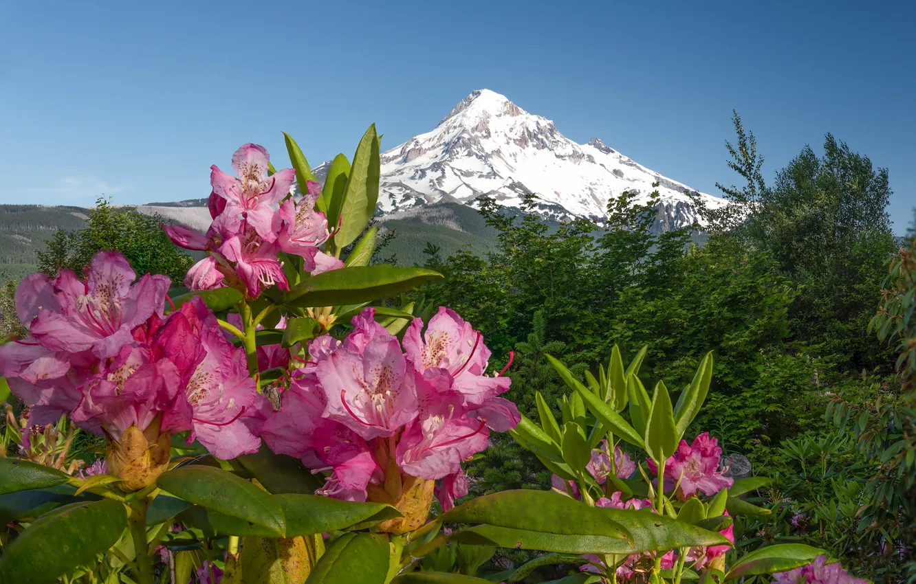 Фото обои цветы, горы, розовые, азалия, рододендроны