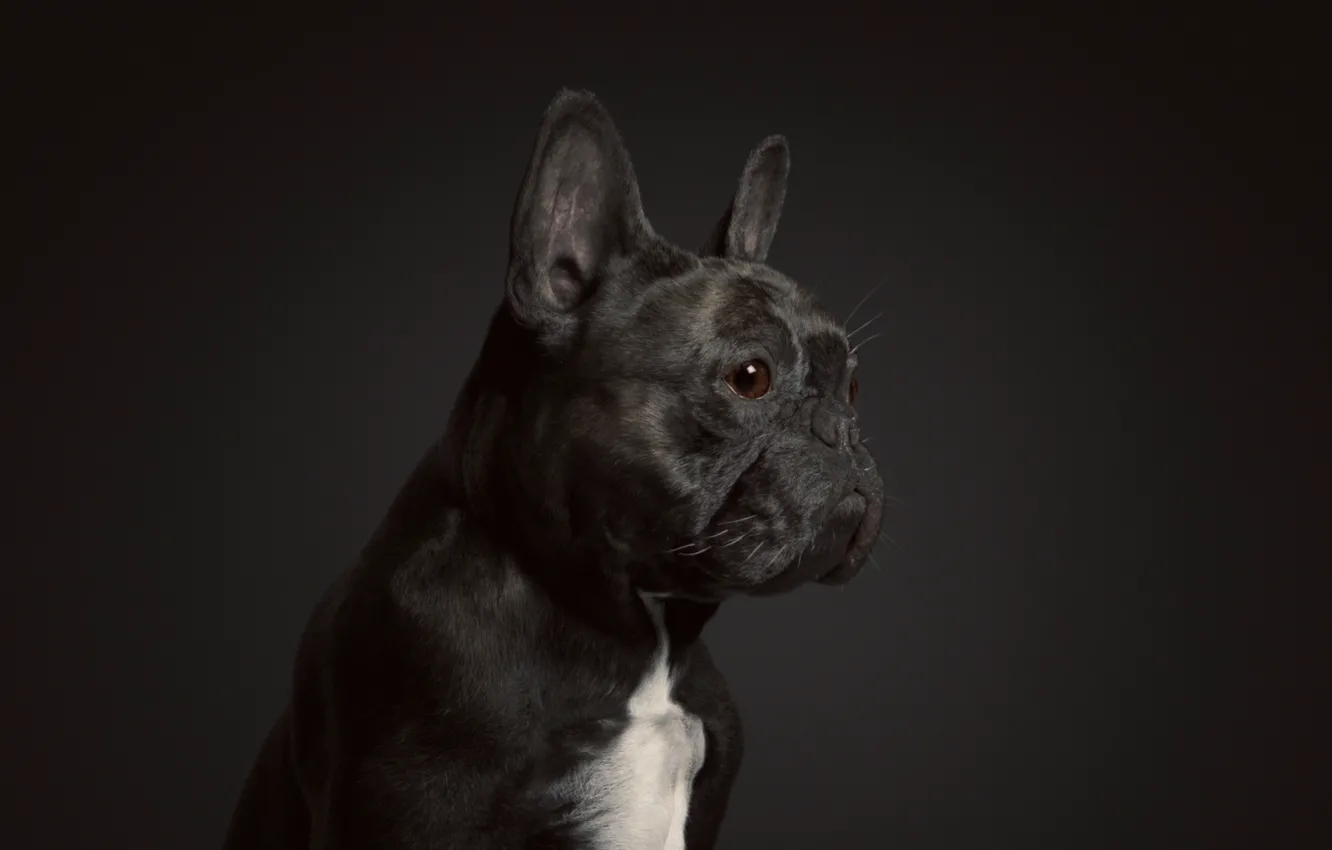 Фото обои рендеринг, собака, арт, Oscar the French Bulldog, Johan Leuf