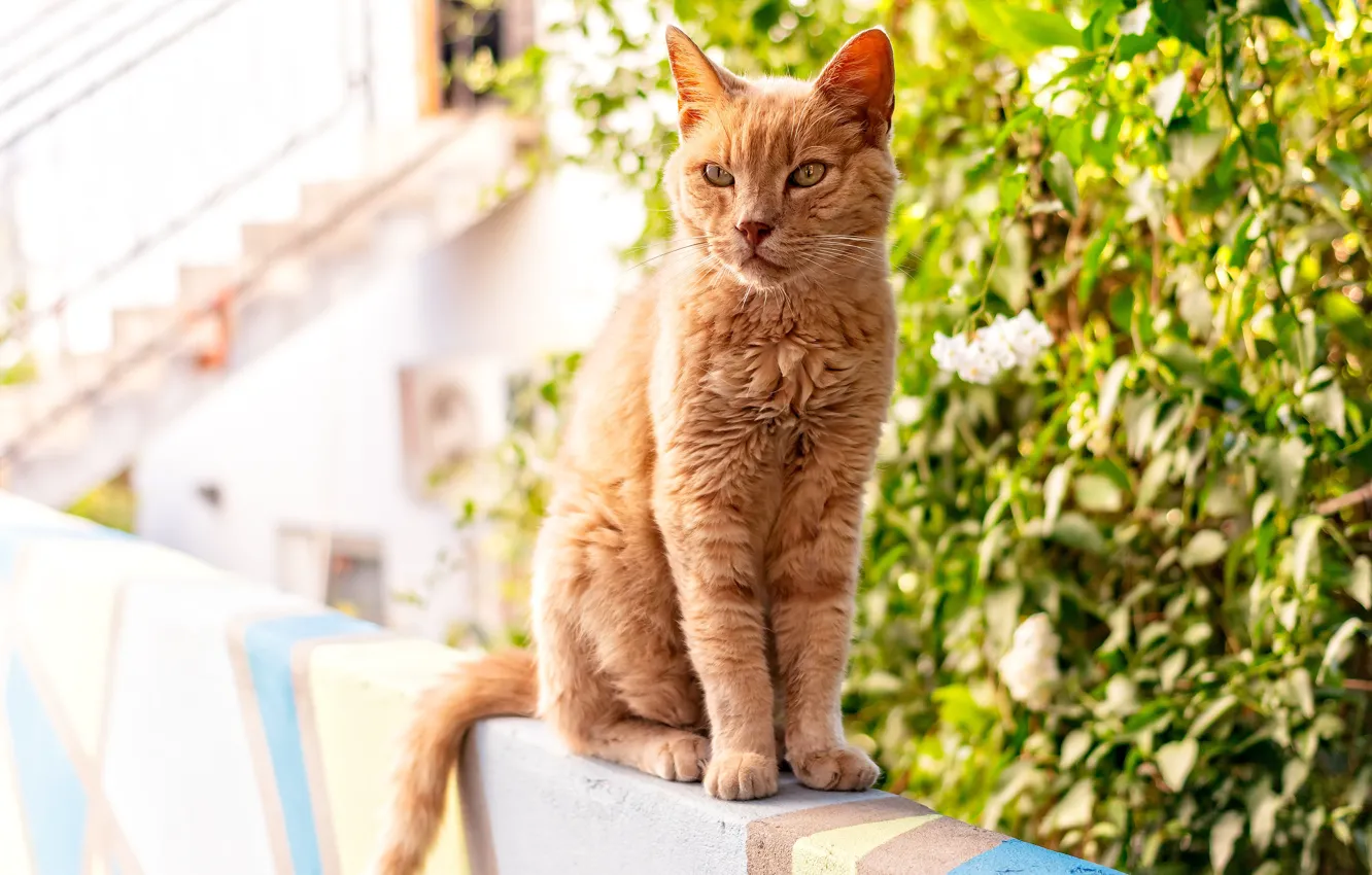 Фото обои зелень, кошка, кот, взгляд, цветы, рыжая, сидит