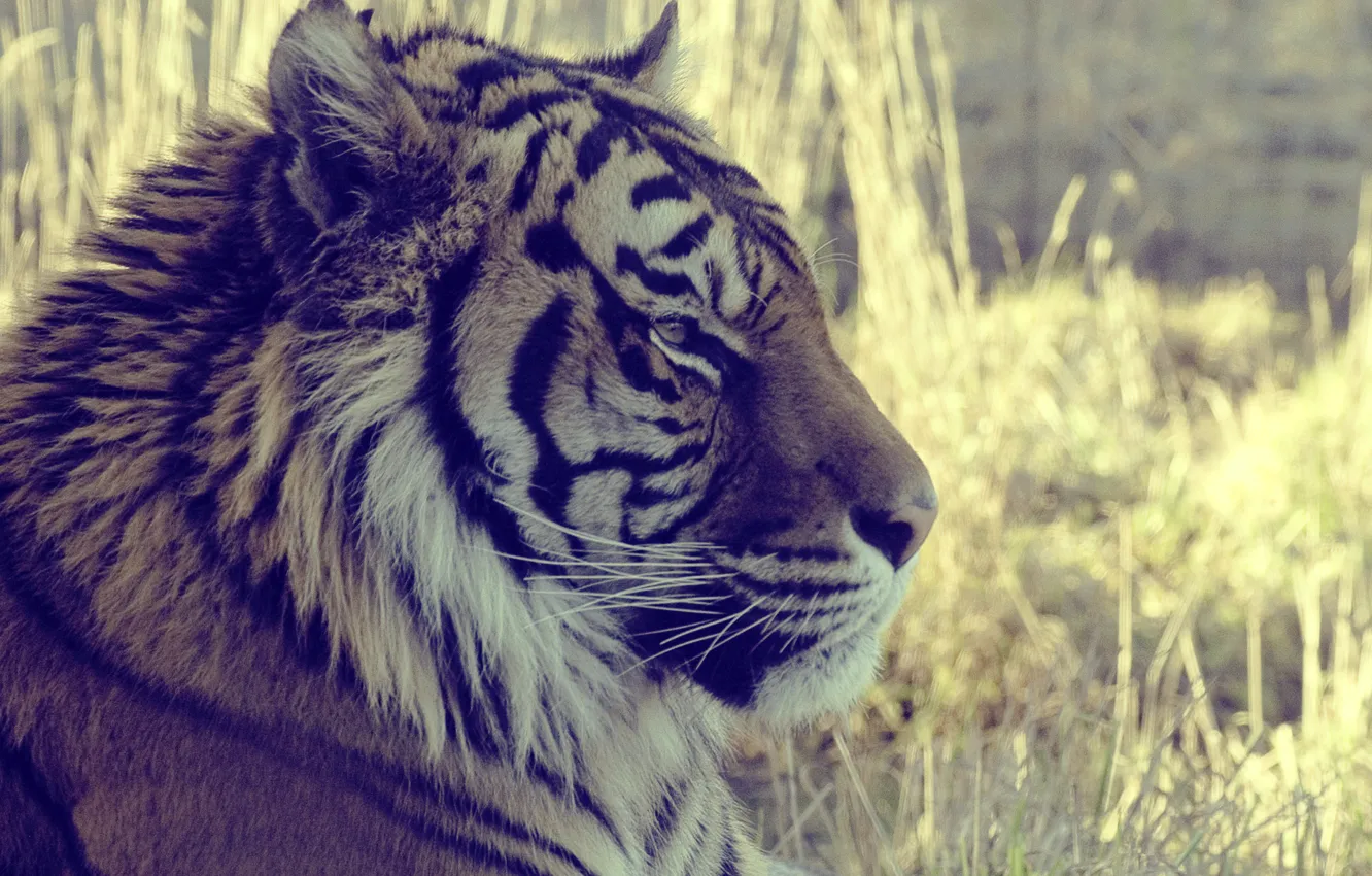 Фото обои трава, взгляд, макро, тигр, животное, смотрит, tiger