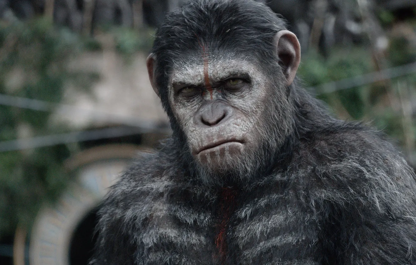 Фото обои cinema, movie, film, Cesar, War for the Planet of the Ape
