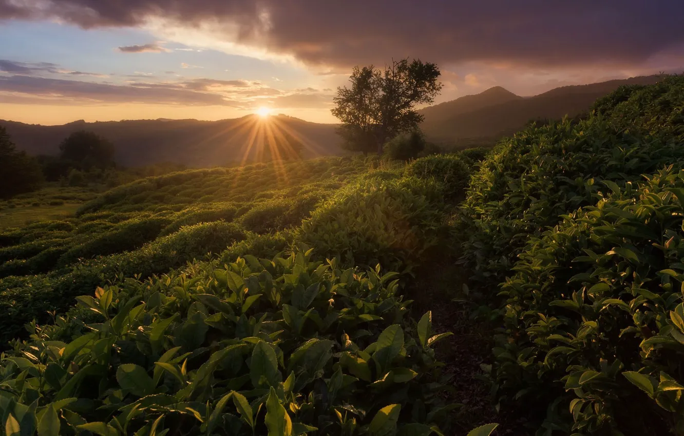 Фото обои зелень, солнце, пейзаж, природа, чай, луч, Сочи, Антон Ростовский