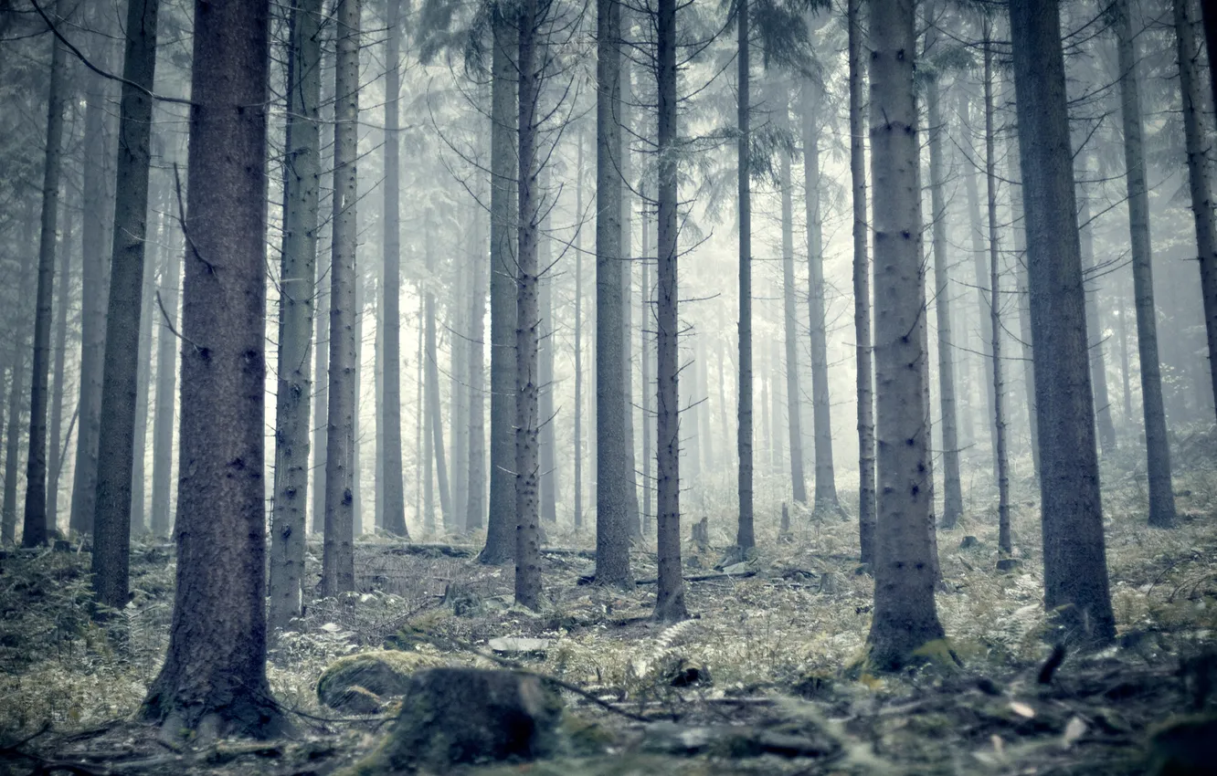 Фото обои лес, туман, стволы, утро, сосны, германия, germany, heidelberg