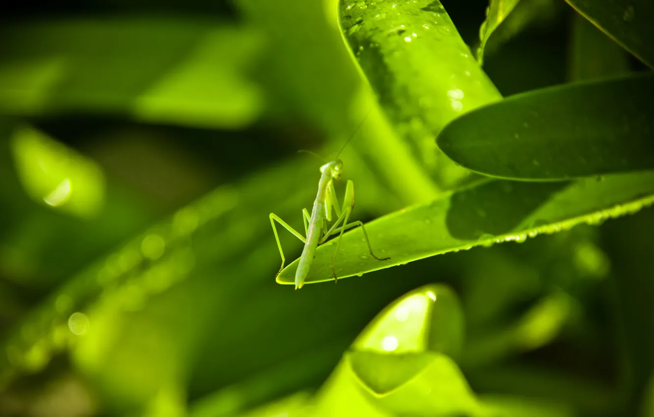 Фото обои листья, зеленый, богомол, насекомое