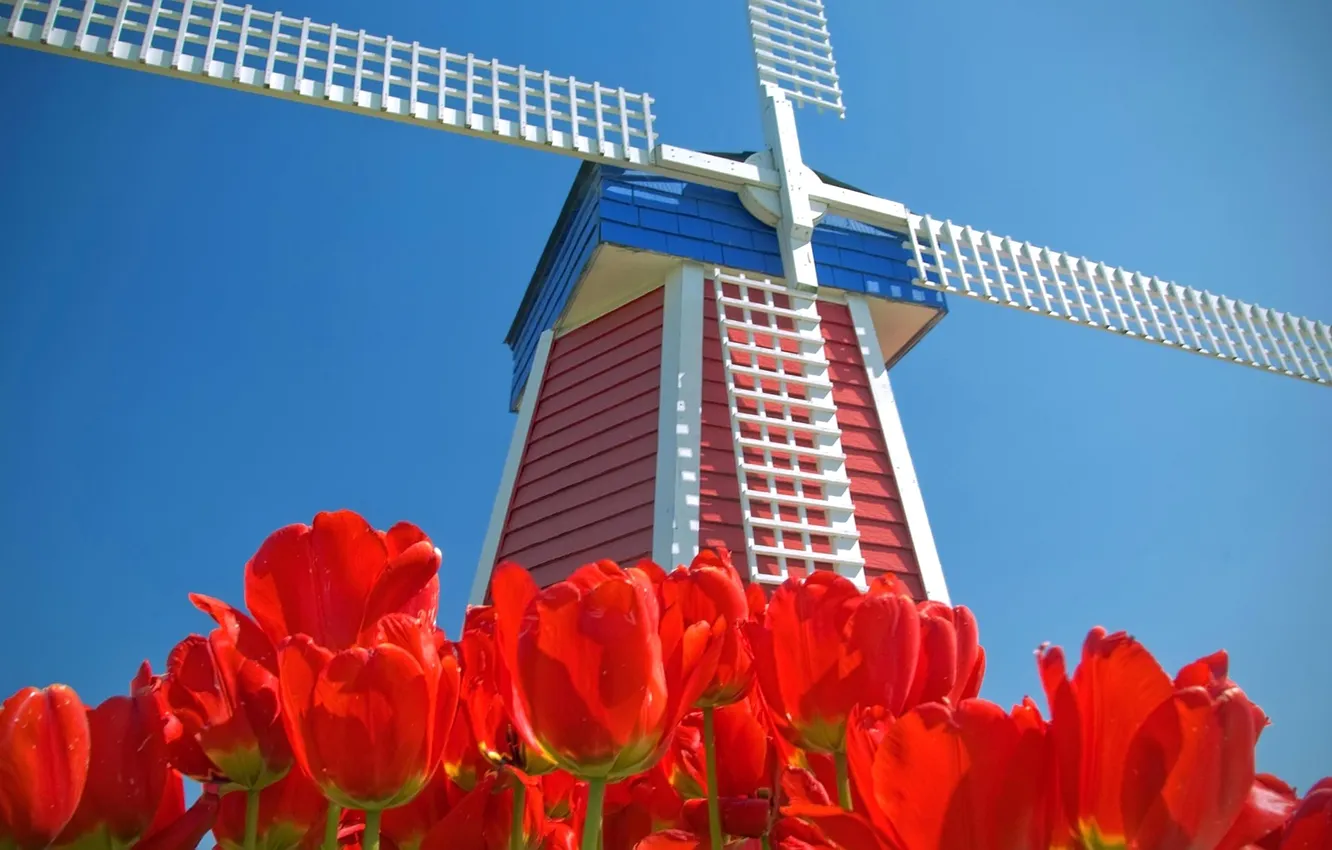 Фото обои небо, цветы, тюльпаны, Нидерланды, ветряная мельница