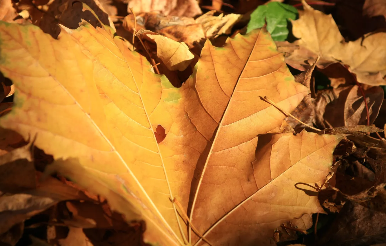 Фото обои осень, листья, жёлтые