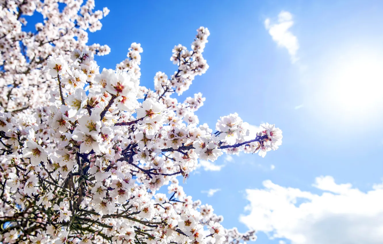 Фото обои весна, sunshine, цветение, blossom, flowers, spring