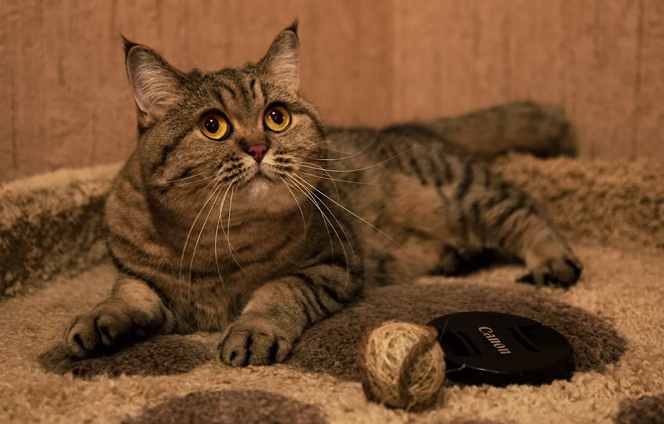 Фото обои кошка, кот, взгляд, клубок, уют, лежит, коврик, крышка
