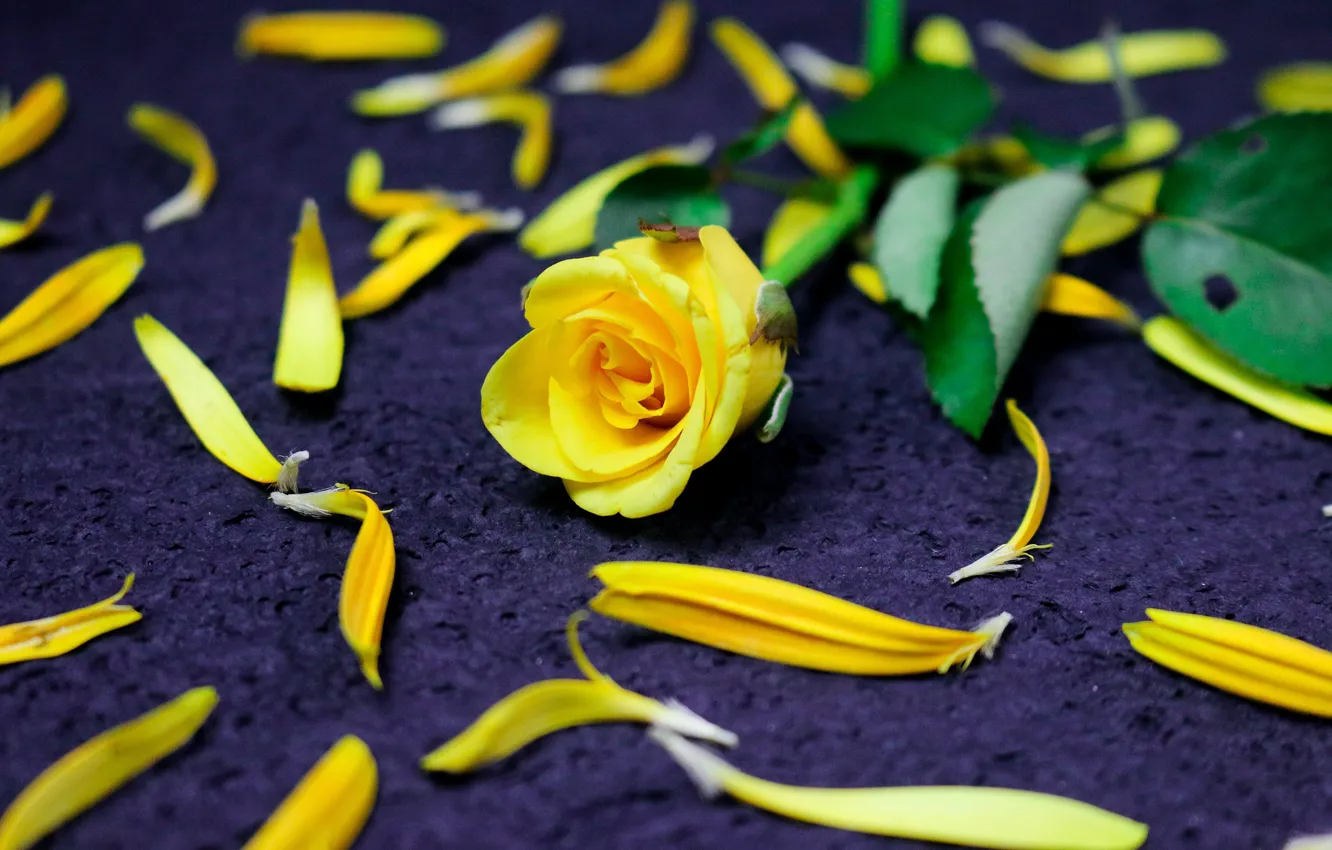 Фото обои цветы, роза, розы, желтые, лепестки, фиолетовый фон