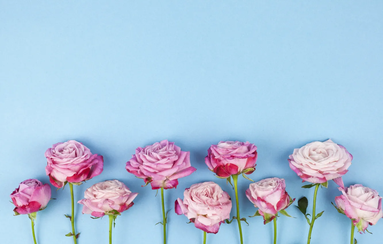 Фото обои цветы, розы, розовые, wood, pink, flowers, beautiful, roses