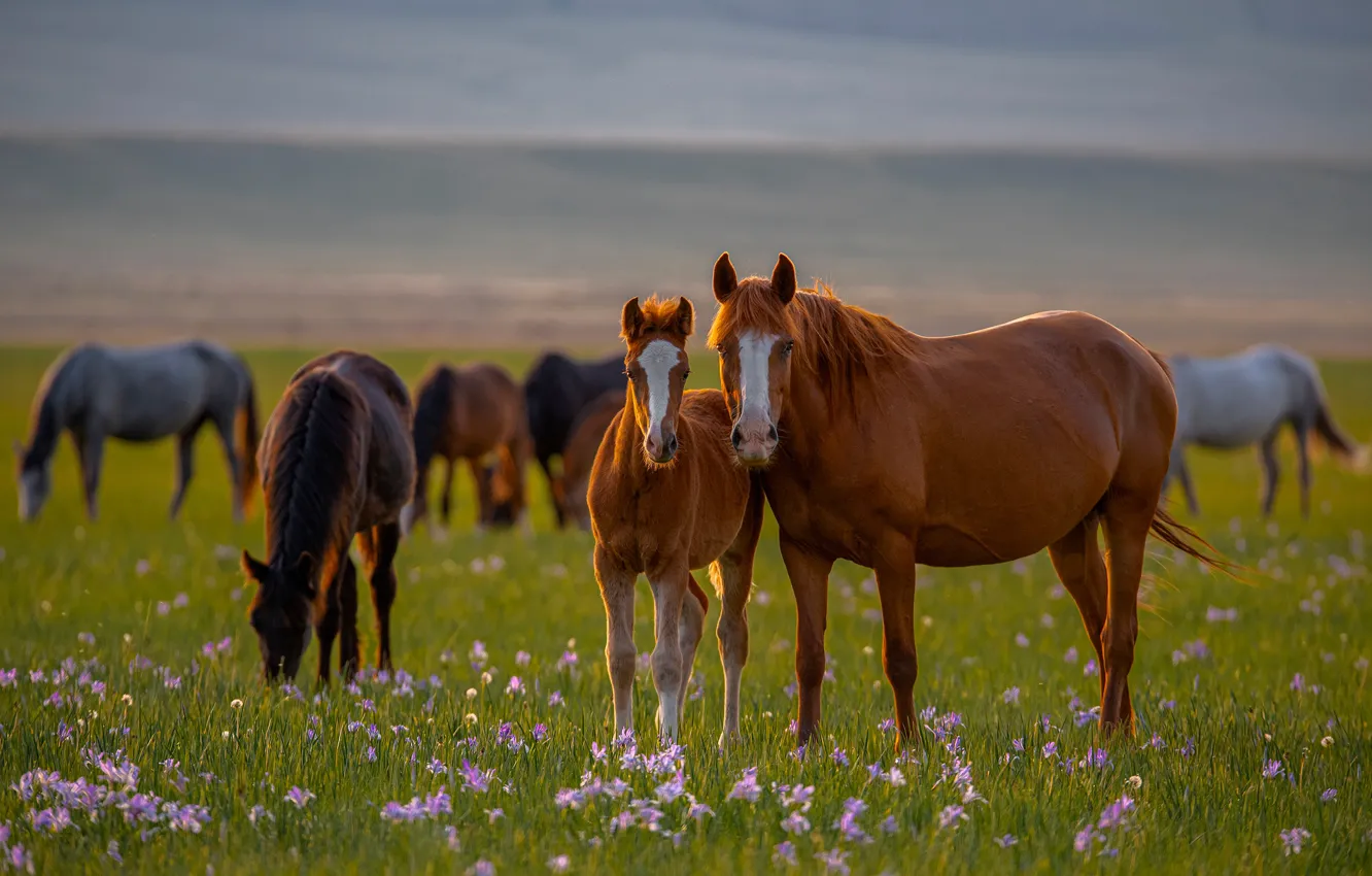 Фото обои цветы, кони, лошади, луг, жеребёнок, Александр Макеев