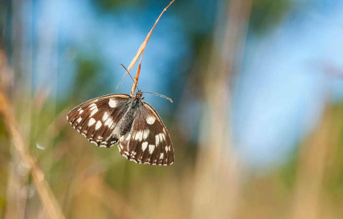 Фото обои бабочка, крылья, стебель, боке