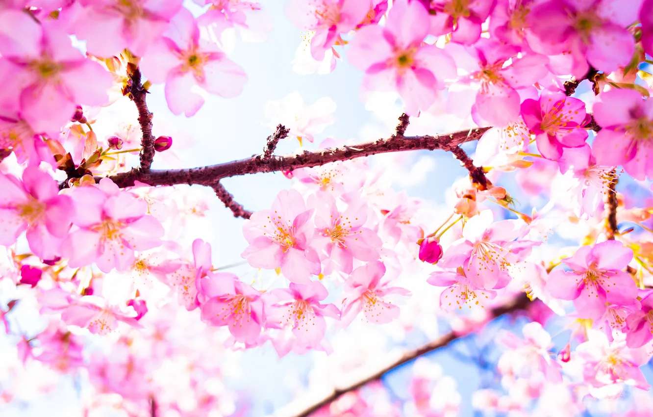 Фото обои дерево, ветка, весна, сакура, цветение