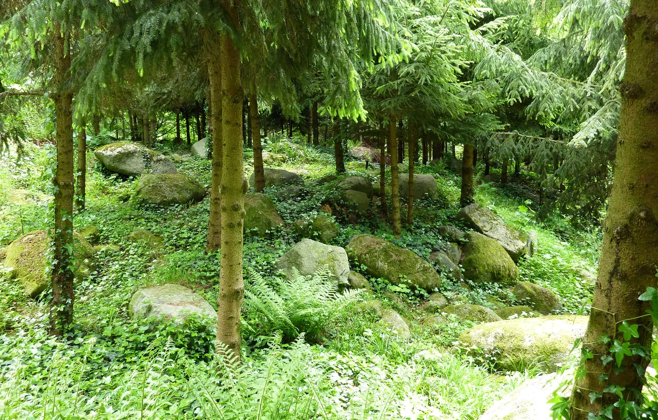 Фото обои зелень, трава, деревья, камни, Франция, сад, хвоя, Albert-Kahn Japanese gardens