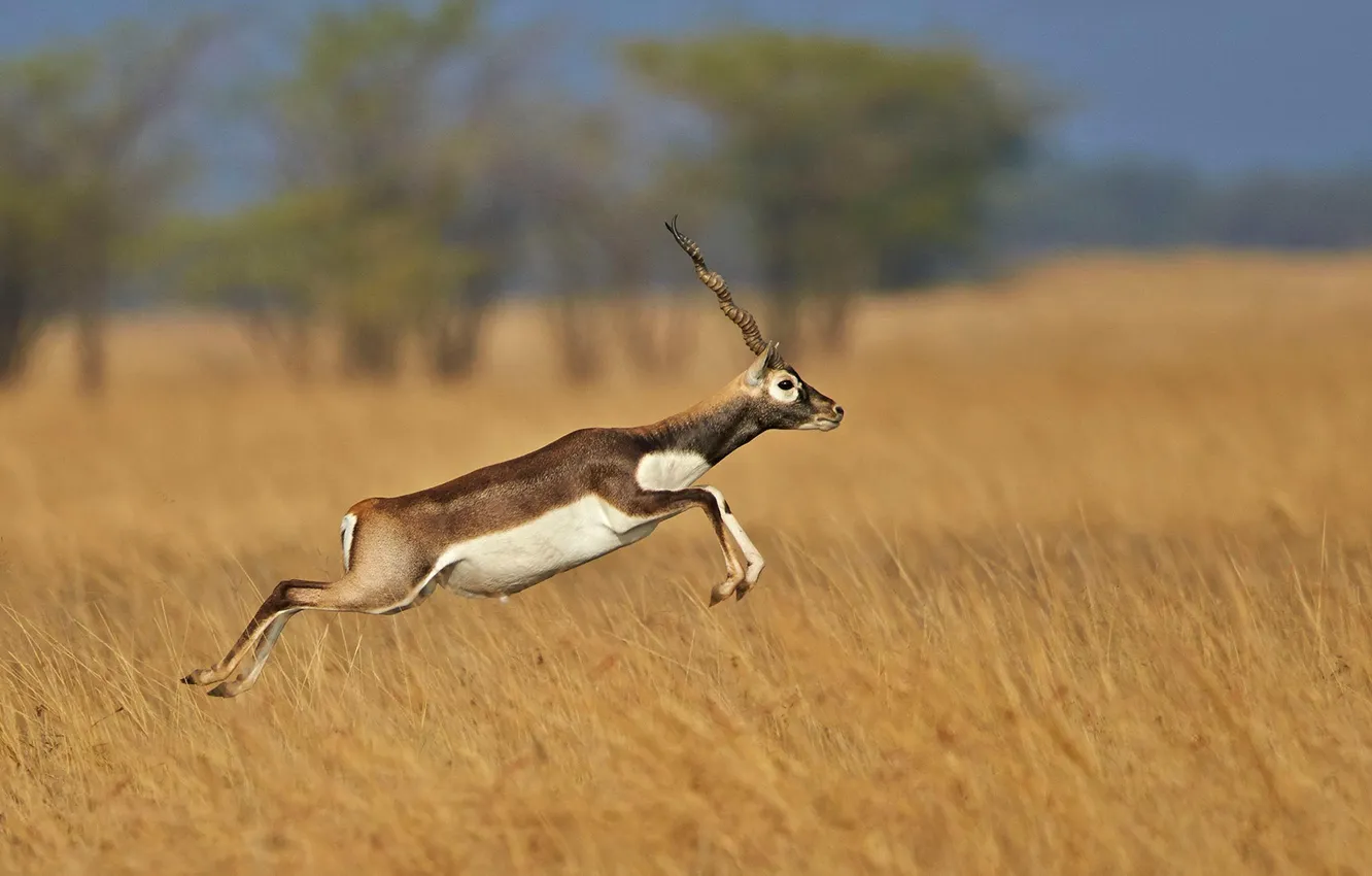 Фото обои Индия, Гуджарат, винторогая антилопа, Blackbuck national park, гарна, оленекозья антилопа