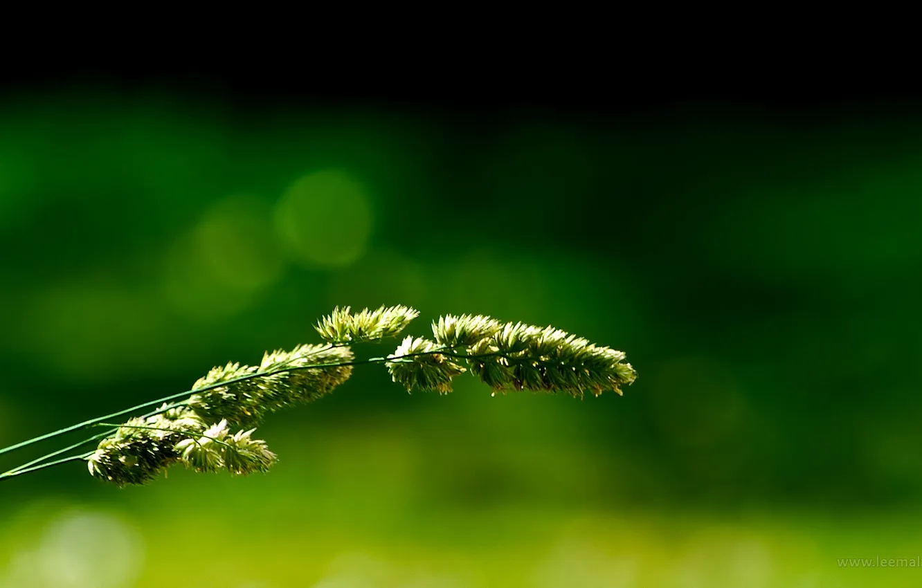 Фото обои трава, природа, колос