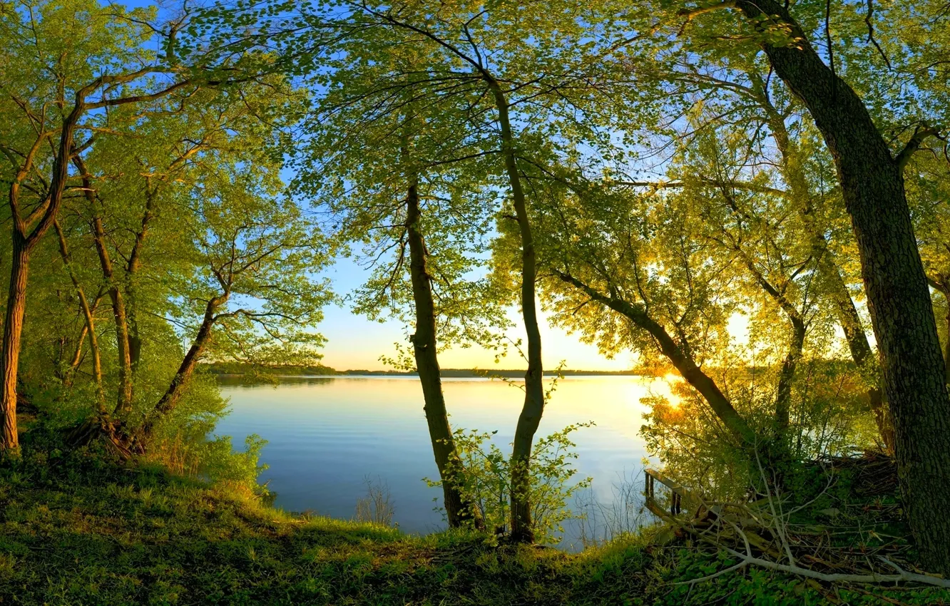 Фото обои вода, солнце, свет, ветки, листва, Деревья