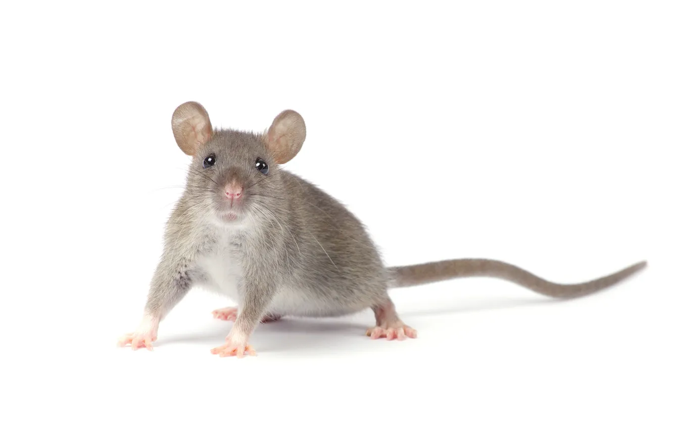 Фото обои tail, pets, rat, mouse, nose, mammal, paw, rodent