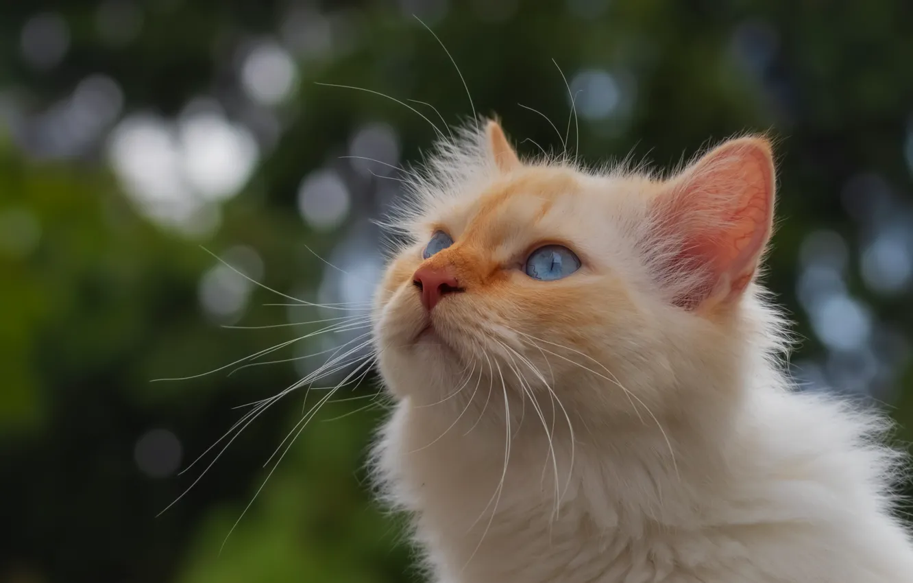Фото обои кошка, портрет, мордочка, голубые глаза, боке, котёйка