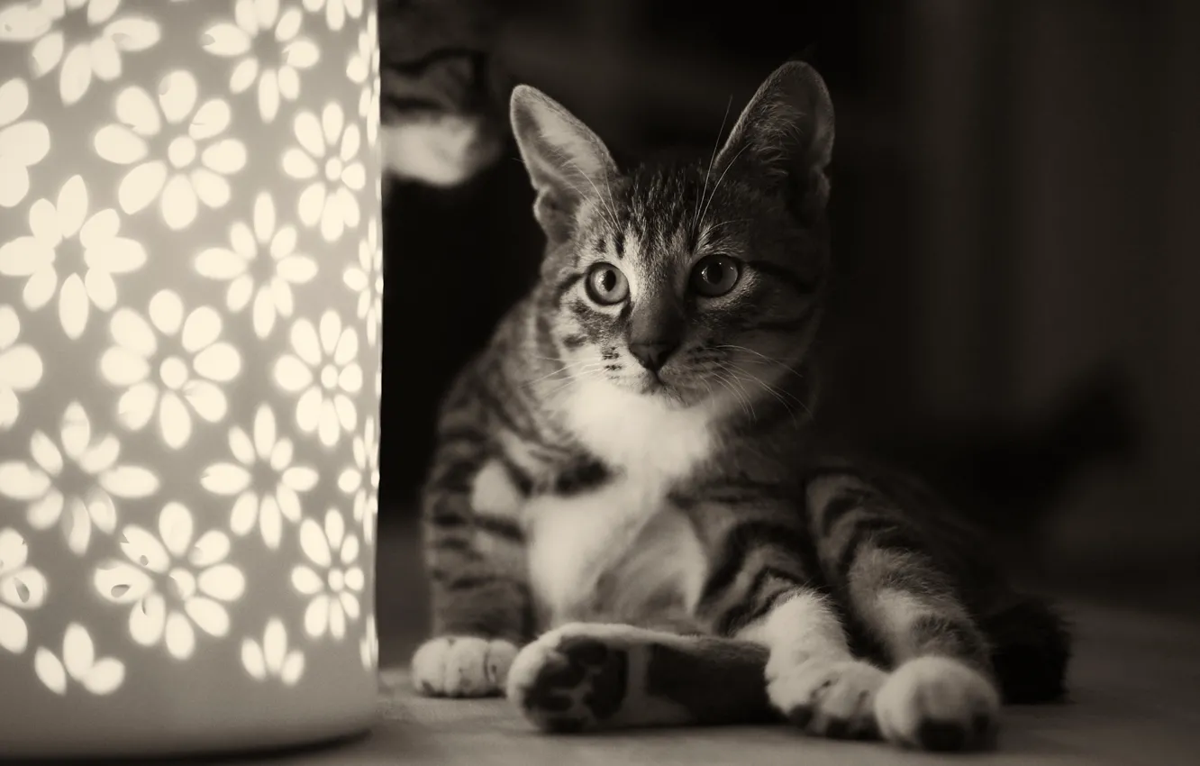Фото обои кошка, кот, светильник, черно-белое, цветочки, ночник, сидя, монохромное