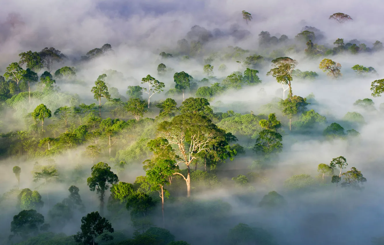 Фото обои лес, деревья, туман, Малайзия, штат Сабах