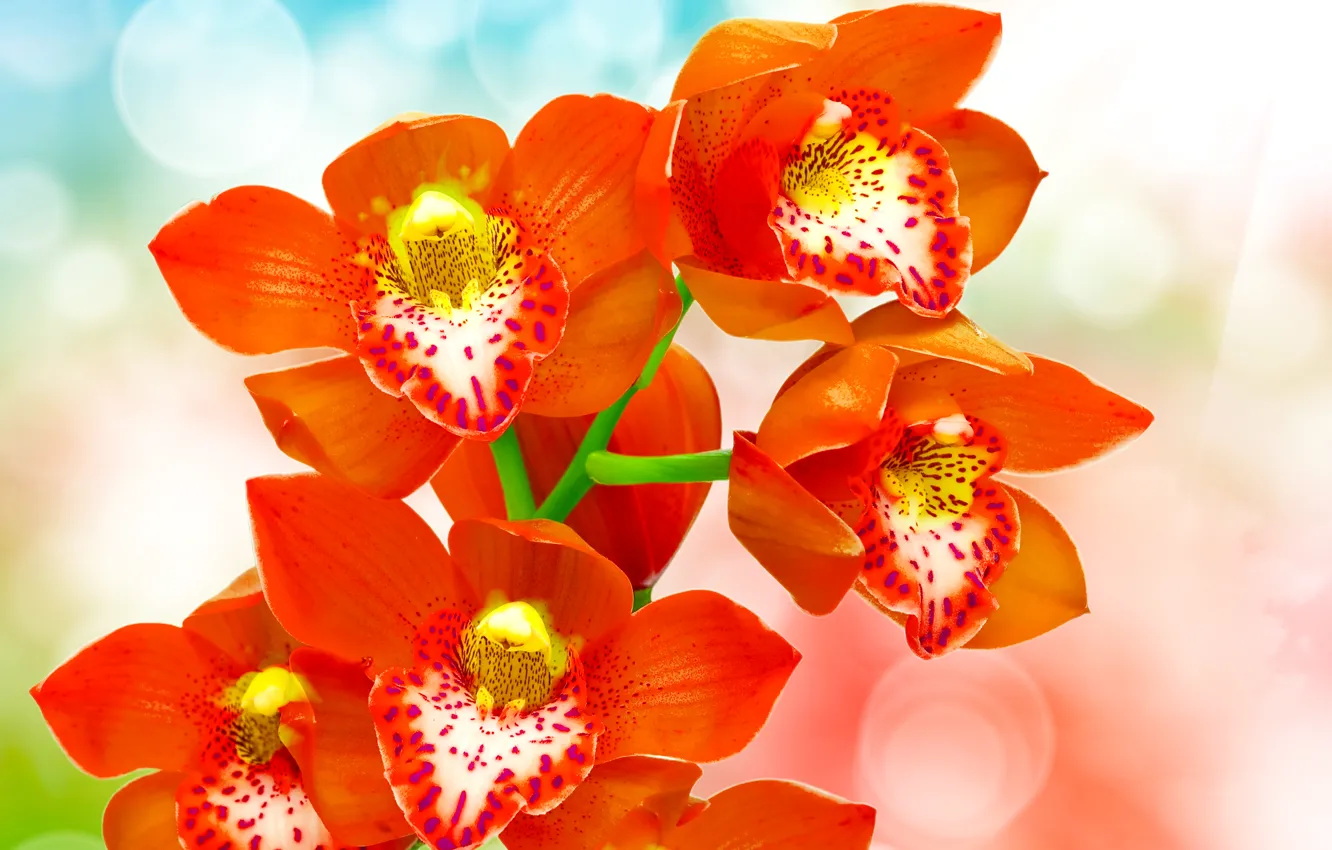Фото обои блики, фон, красные, орхидеи, боке, крупным планом