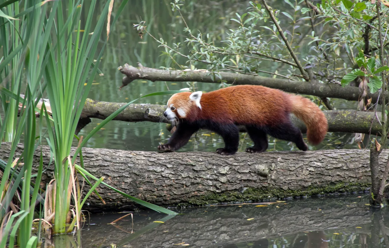 Фото обои заросли, прогулка, ствол дерева, панда красная