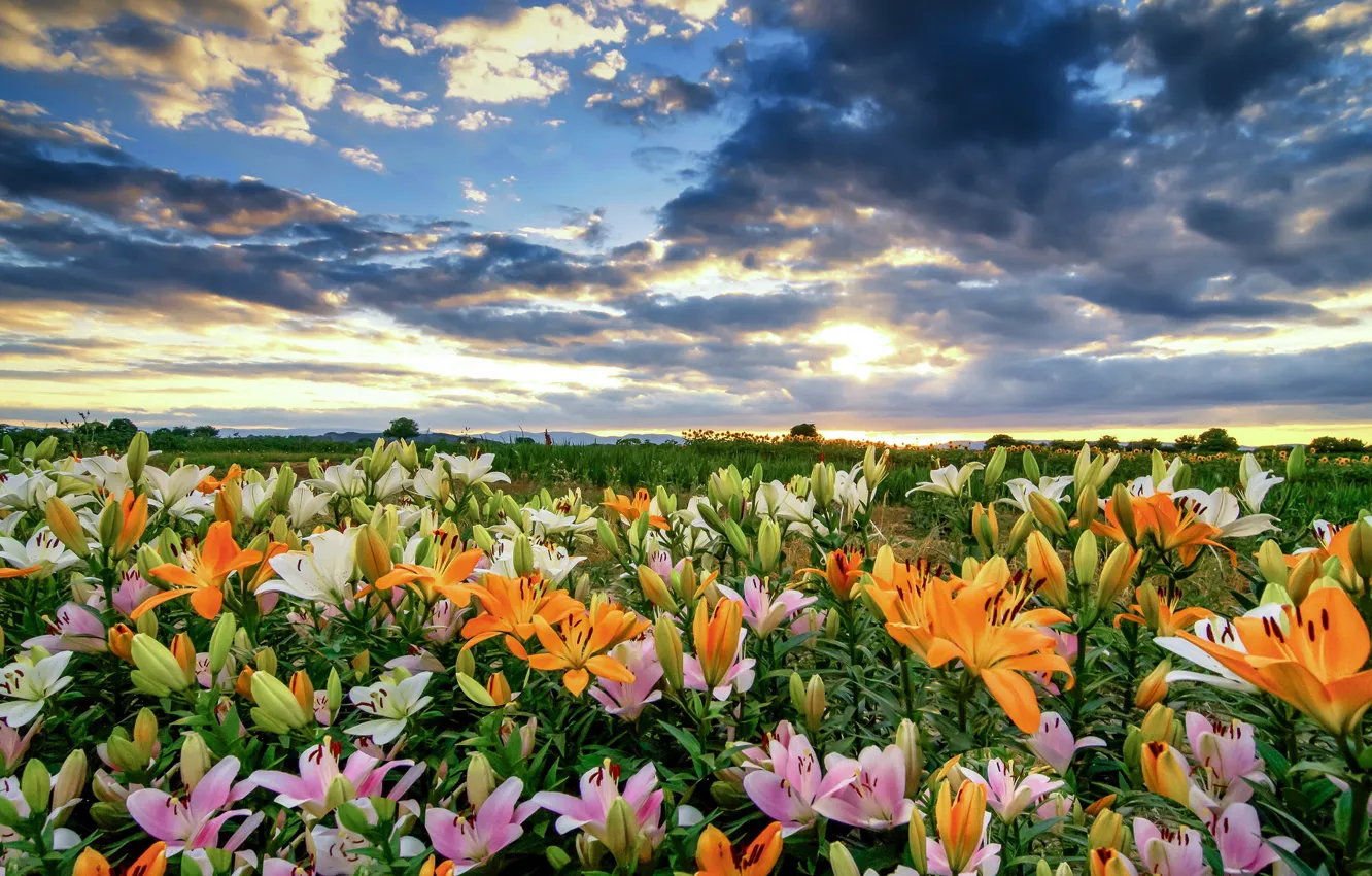 Фото обои поле, небо, облака, цветы, лилии, много