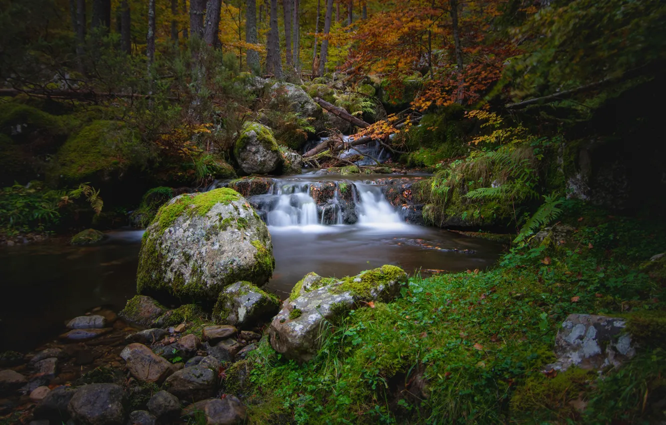 Фото обои осень, лес, камни, растительность, водопад