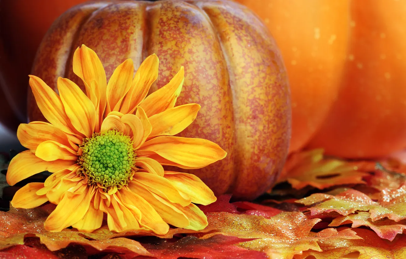Фото обои осень, листья, урожай, тыква, autumn, leaves, still life, pumpkin