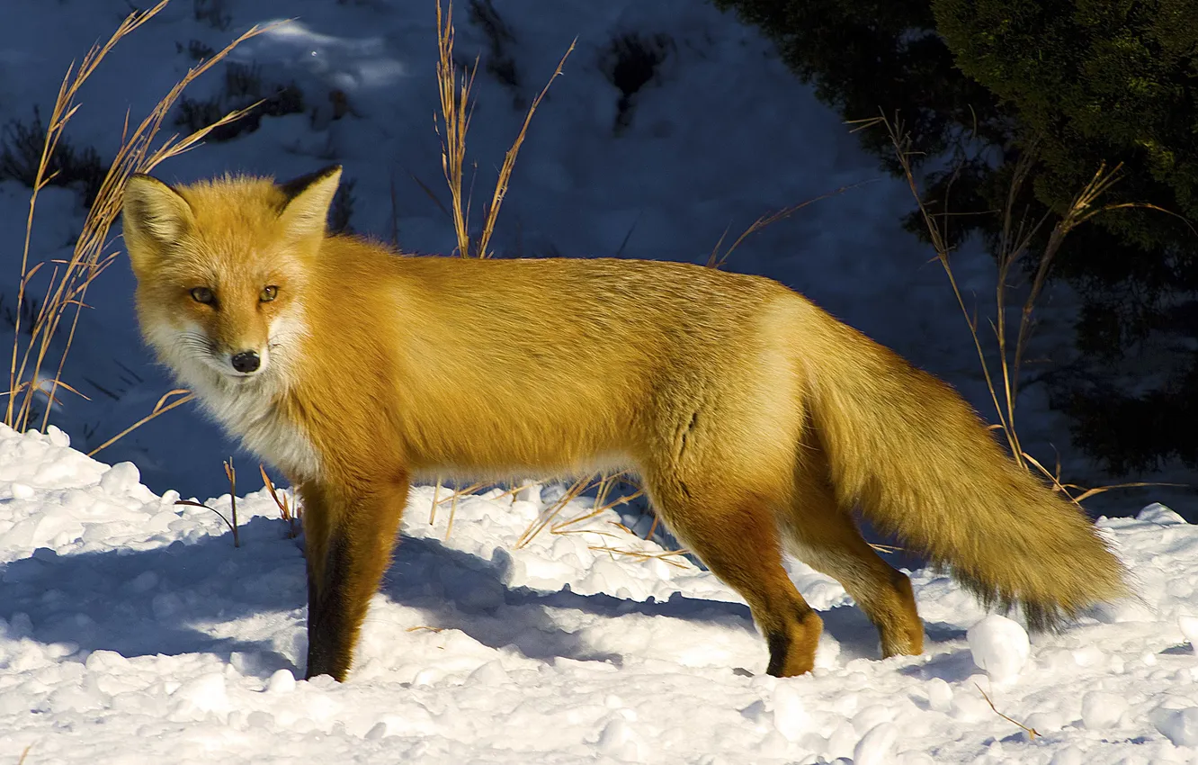Фото обои взгляд, снег, солнечный свет, или рыжая лисица (Vulpes vulpes), Обыкновенная