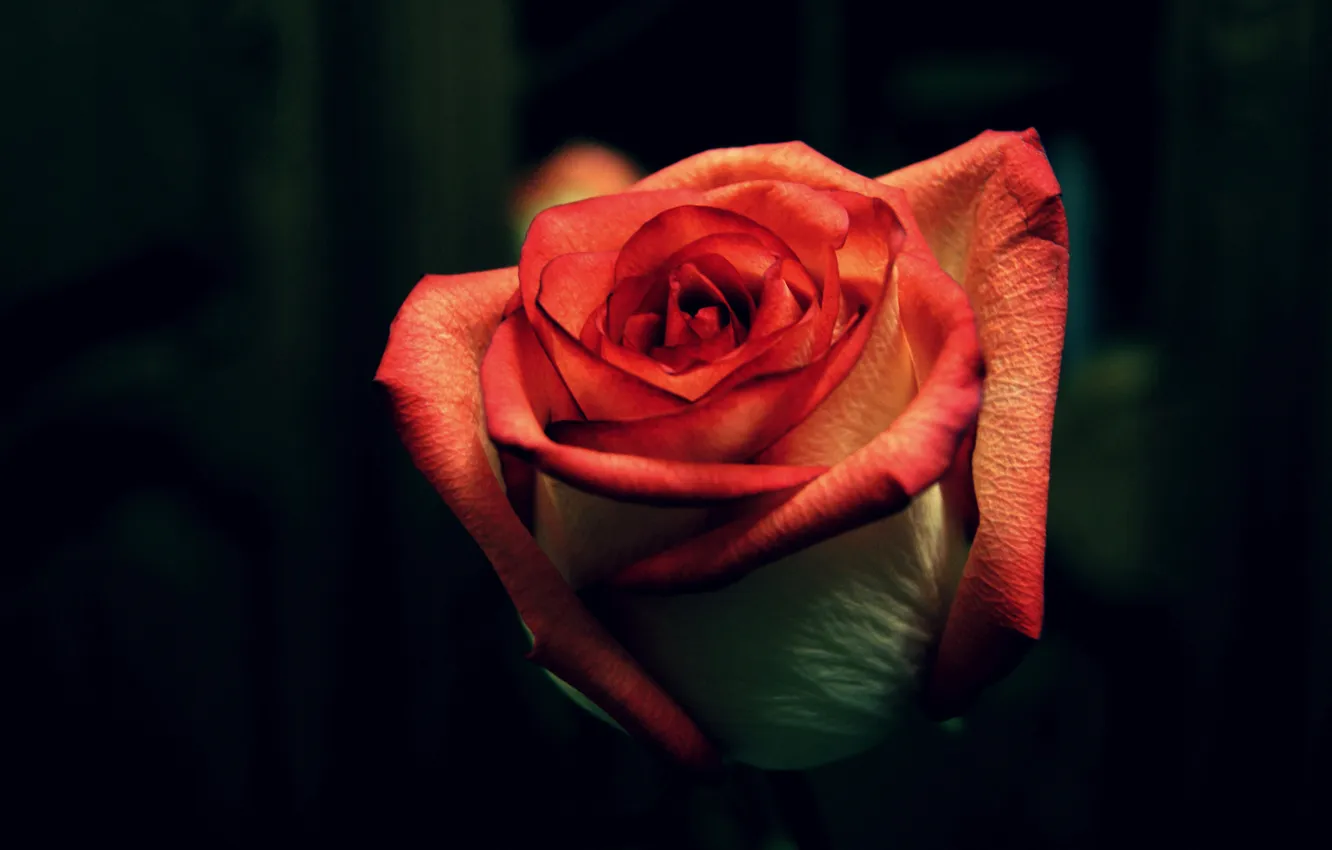 Фото обои цветок, роза, rose