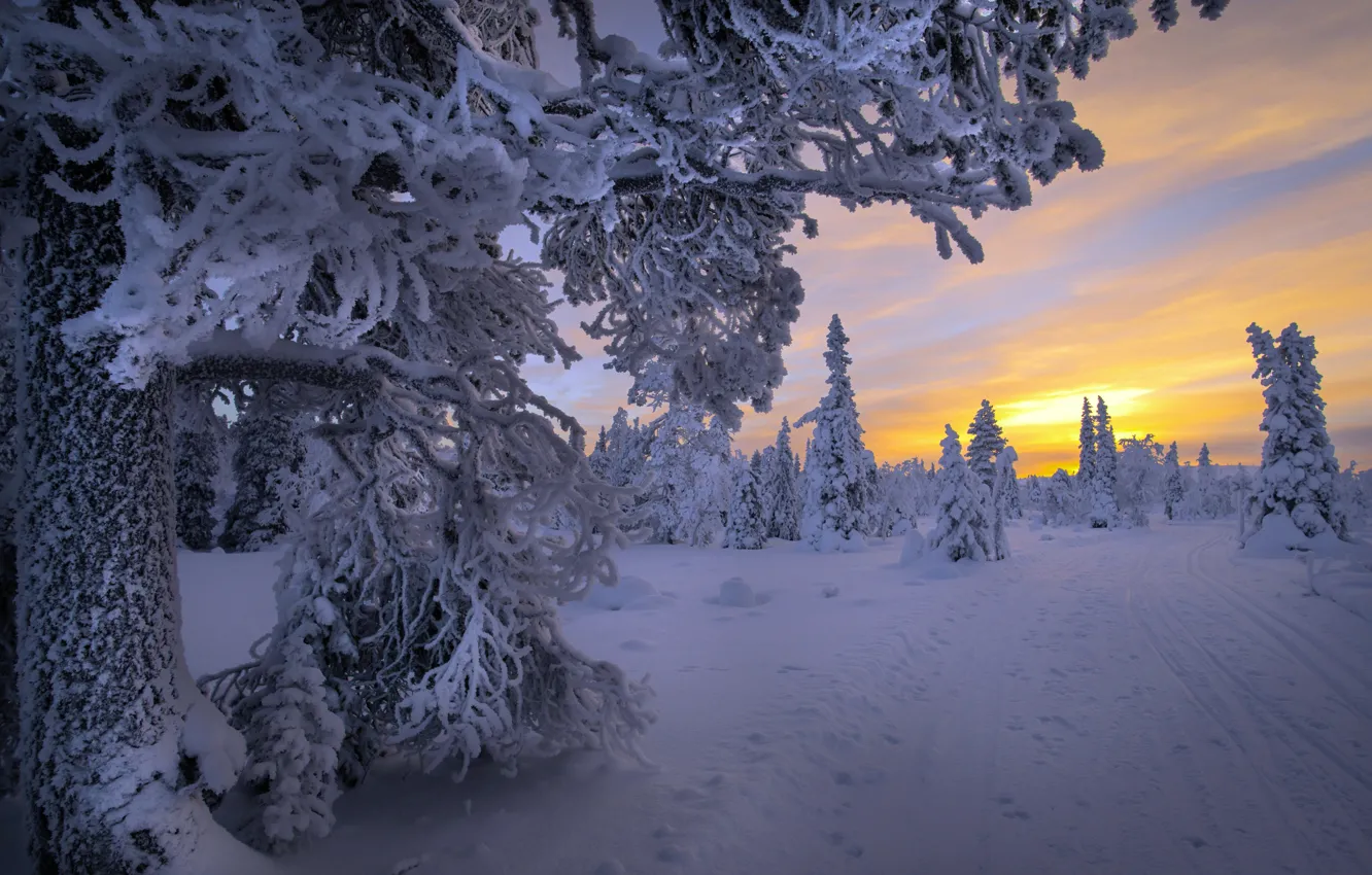 Фото обои зима, снег, деревья, пейзаж, закат, природа, вечер, Финляндия