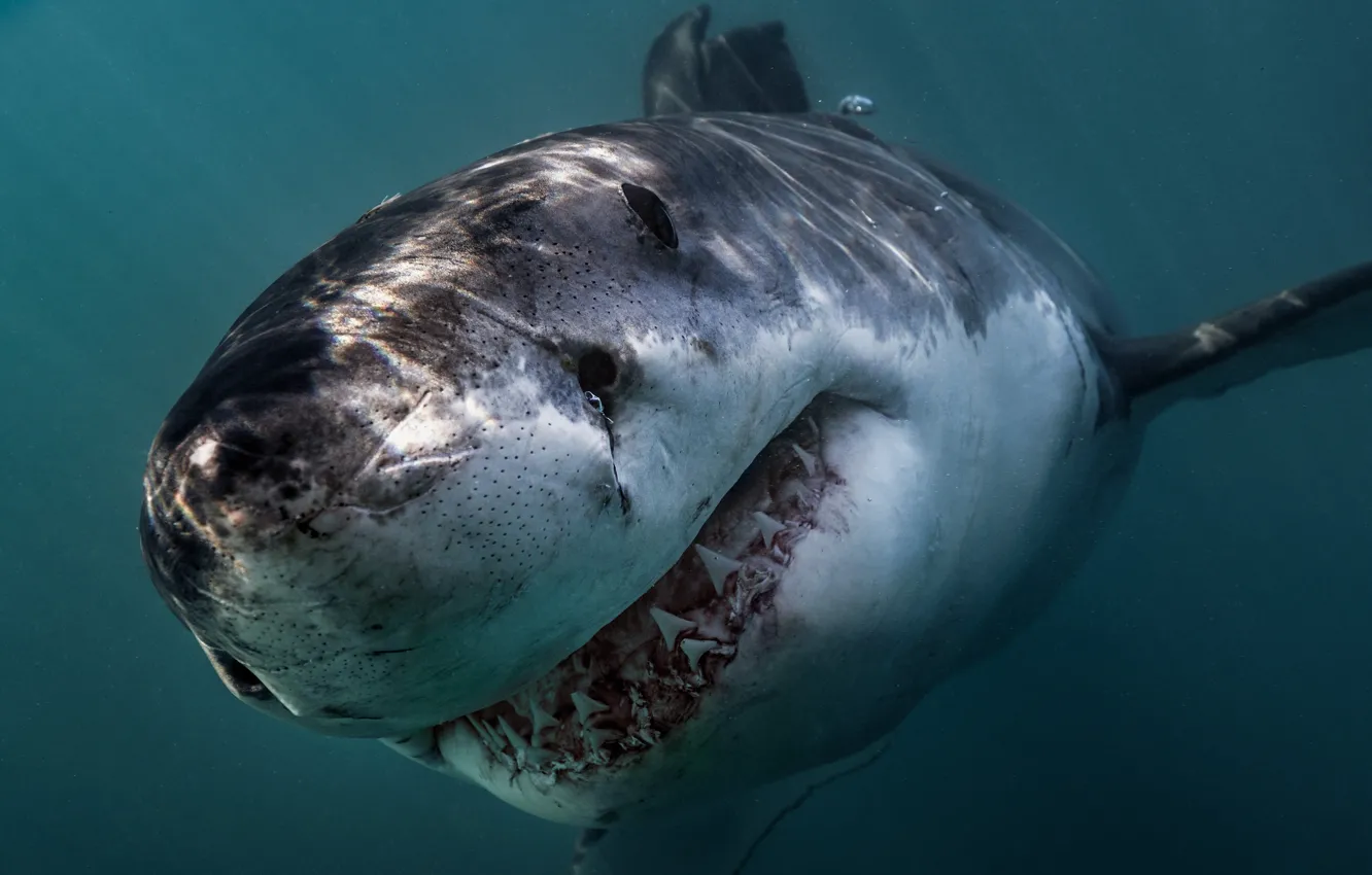 Фото обои ocean, predator, Great White Shark