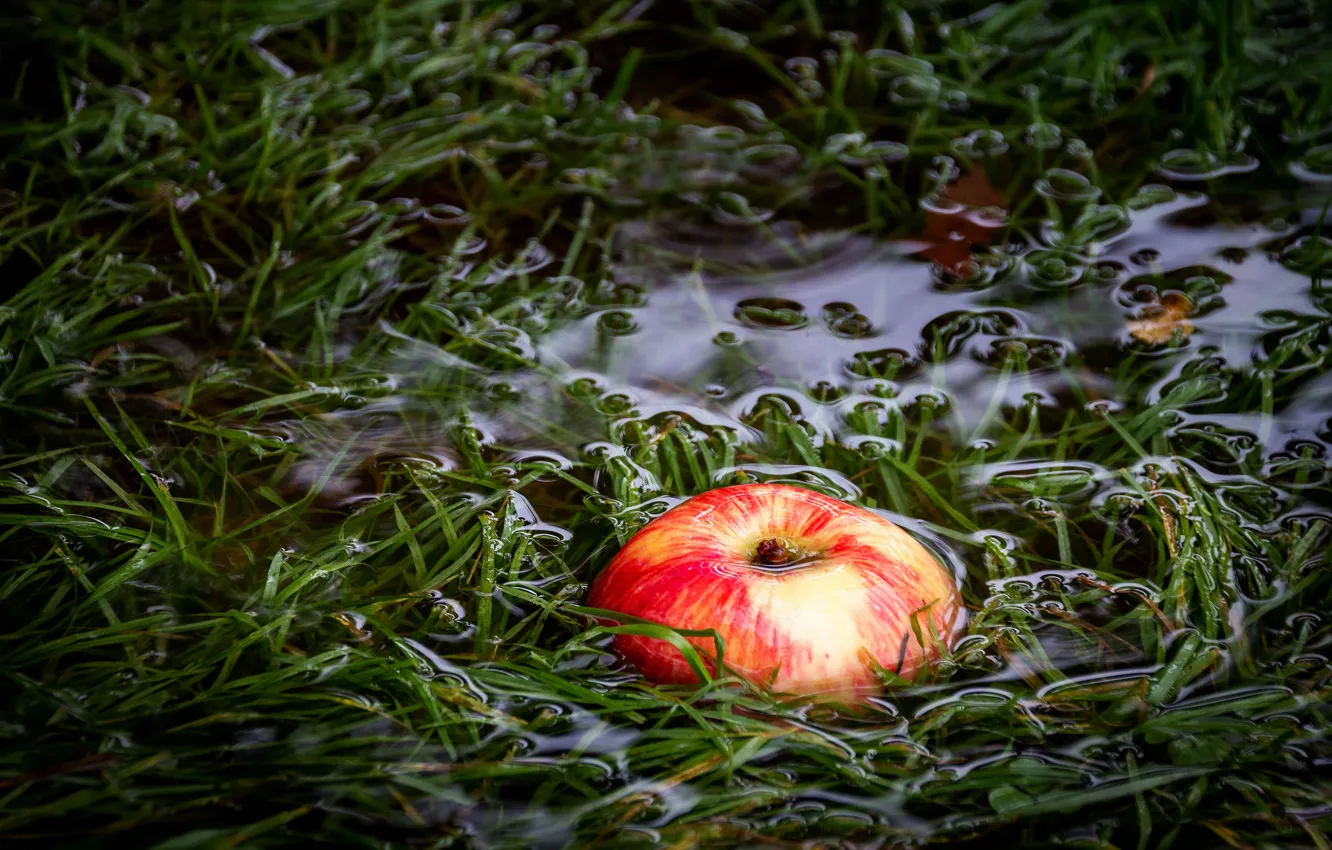 Фото обои трава, вода, яблоко, водоем, в воде