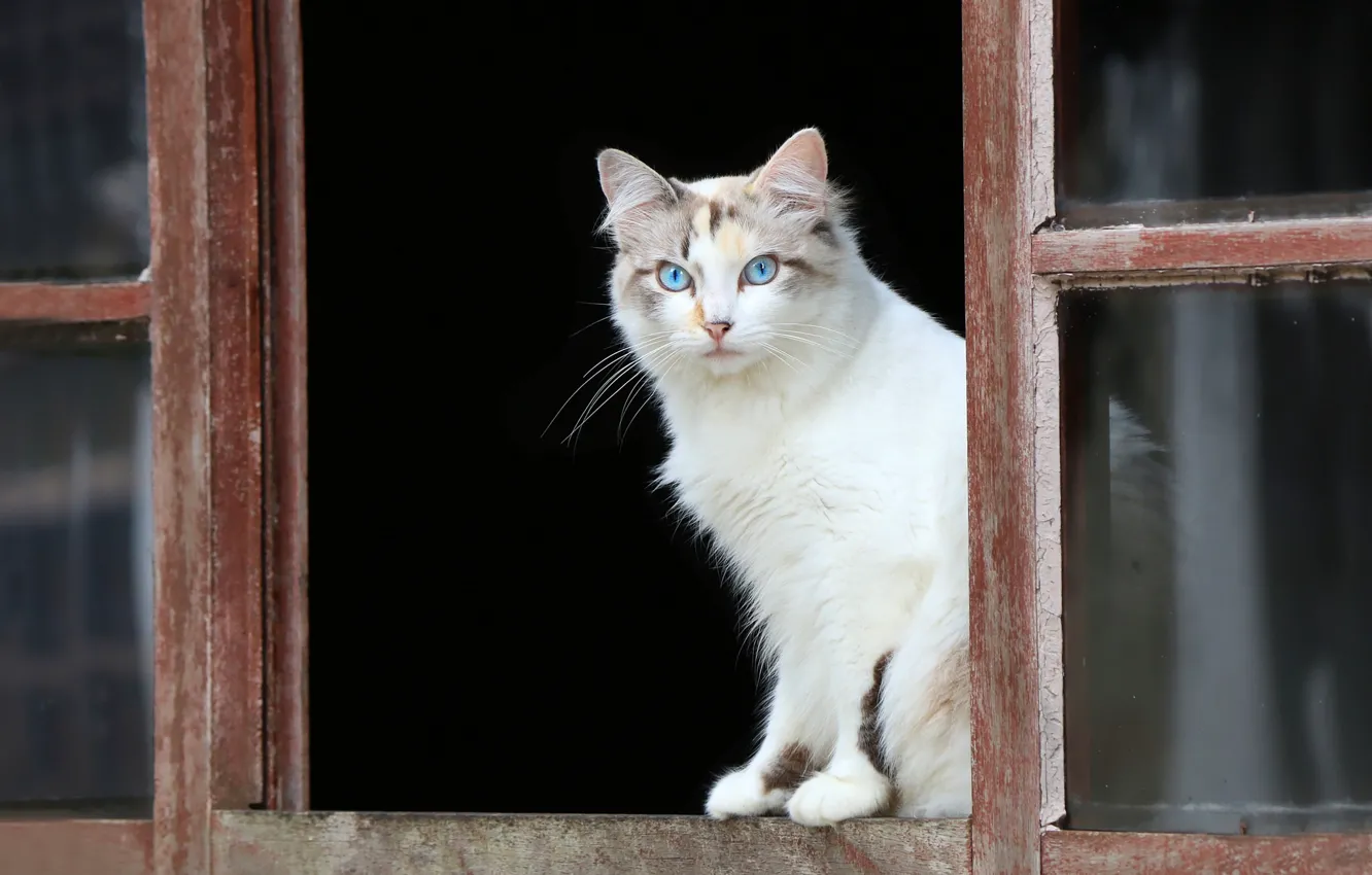 Фото обои кошка, взгляд, окно, голубые глаза