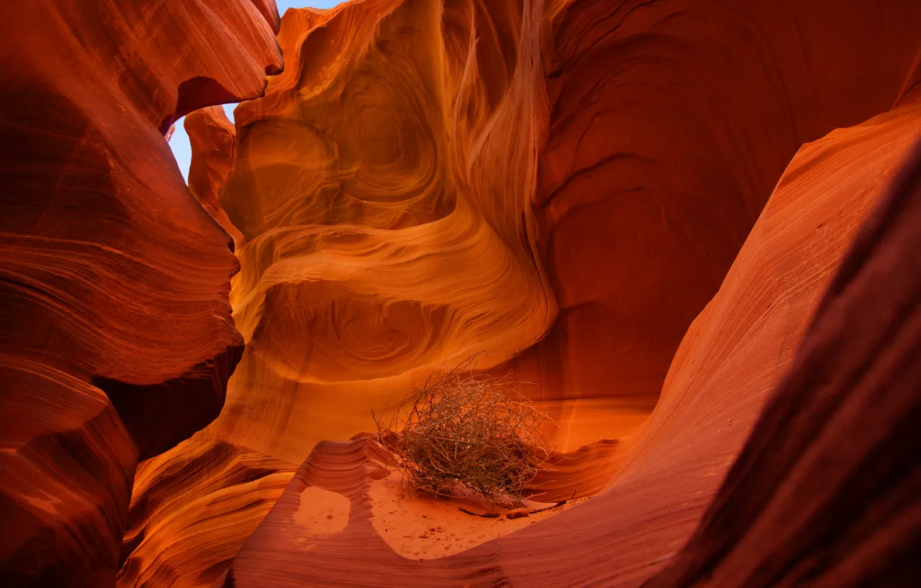 Фото обои природа, скалы, растение, каньон