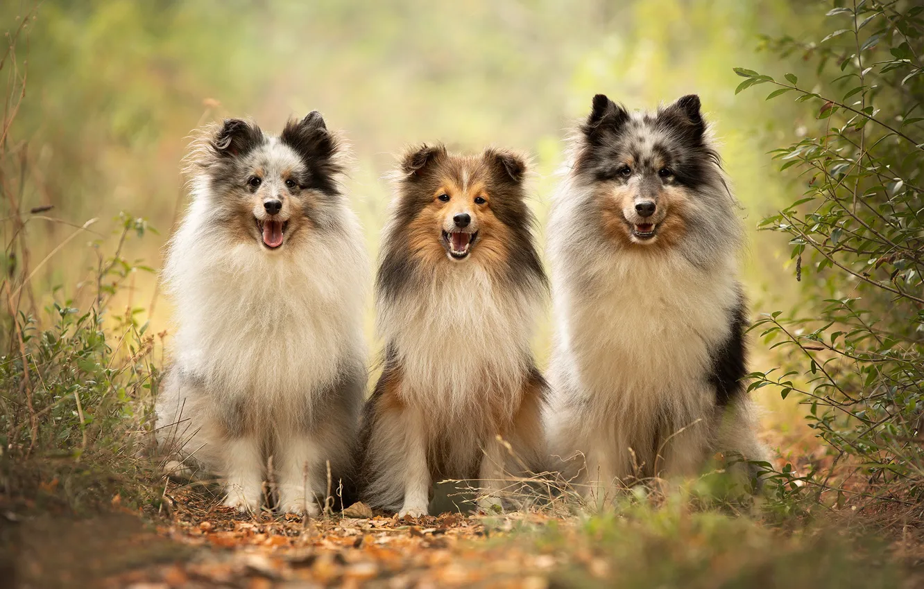 Фото обои собаки, трио, Шелти, троица, Шетландская овчарка