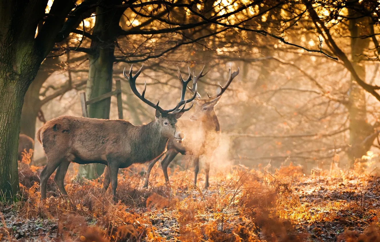 Фото обои осень, лес, солнце, свет, рога, олени