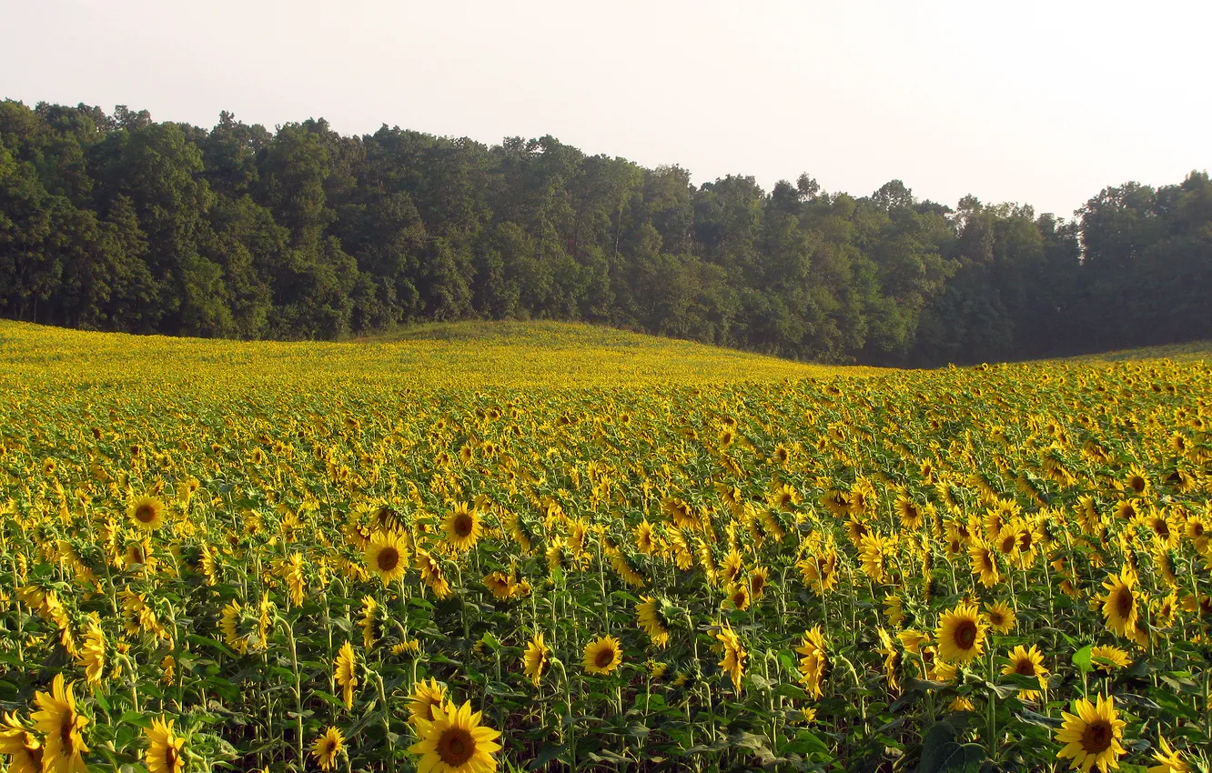 Фото обои поле, лес, деревья, цветы, природа, подсолнух, sunflower