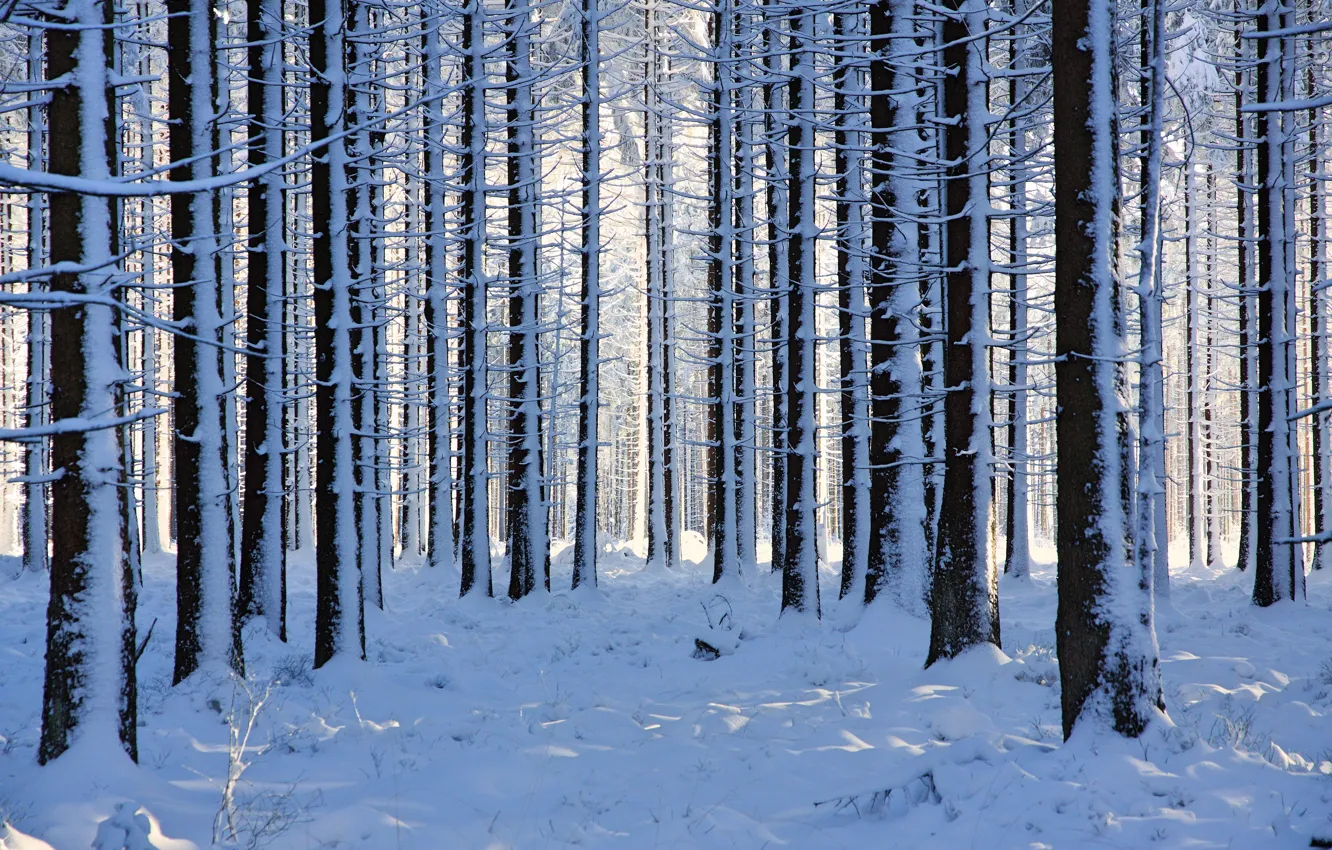 Фото обои зима, лес, снег, деревья, Бельгия