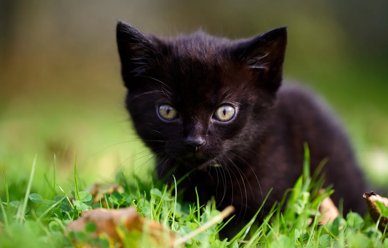 Фото обои трава, взгляд, малыш, мордочка, котёнок, чёрный котёнок