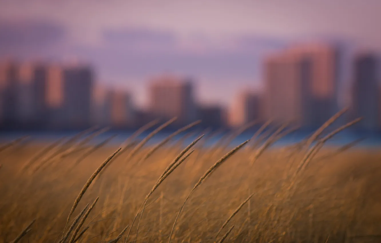 Фото обои трава, город, фокус, боке, розмытия