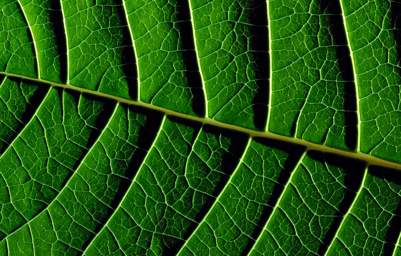 Фото обои Зелень, Листья, Зеленый, Текстура, Green