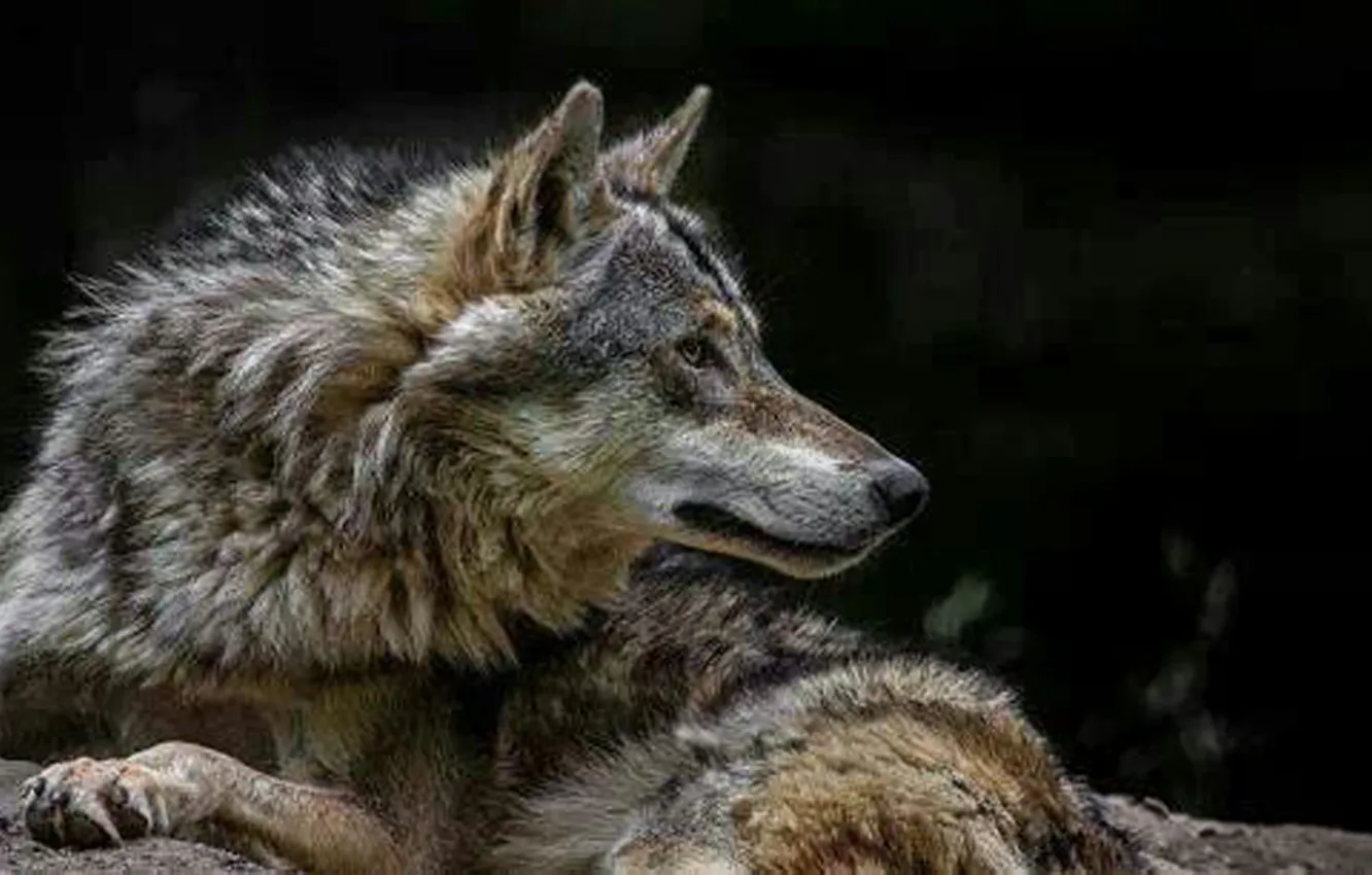 Фото обои fantasy, nature, art, snow, predator, face, animal, wolf